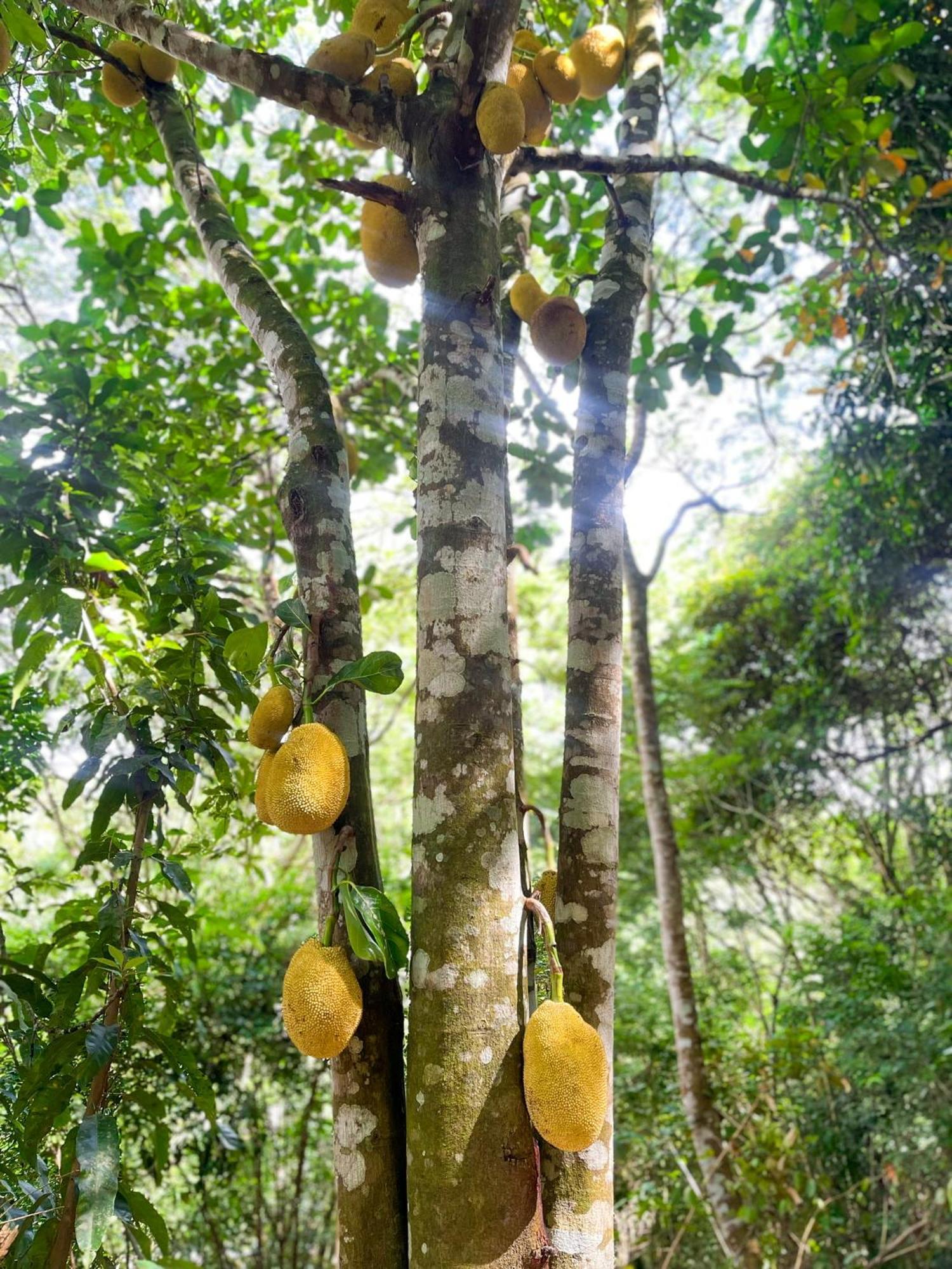 Olho D'Agua Pousada غواراميرانغا المظهر الخارجي الصورة